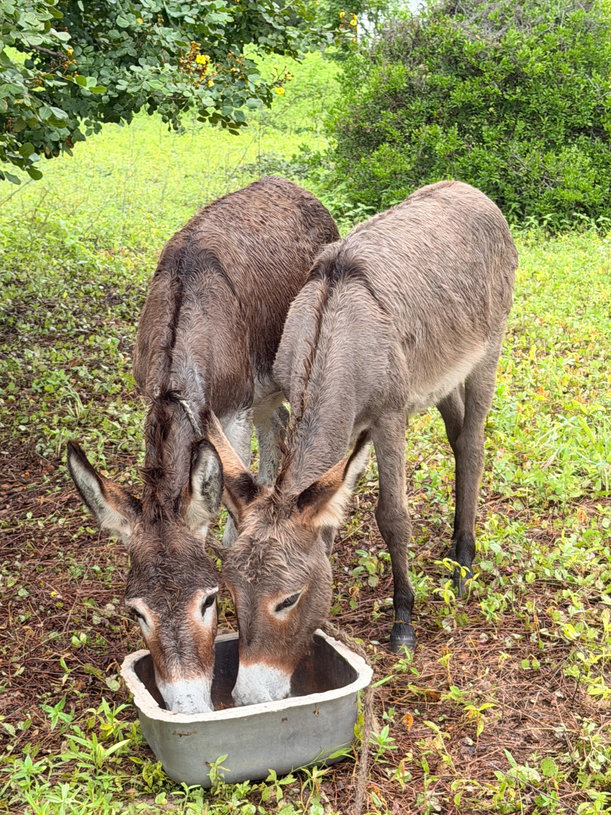 Two donkeys grazing peacefully on the property